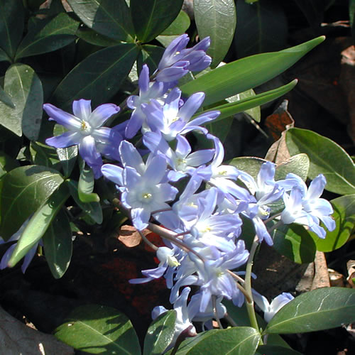 Chionodoxa forbesii
